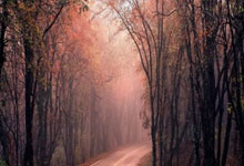 麦克托米奈：转会那不勒斯让我进步，并让我见识到不同的足球.